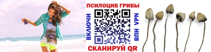 закладки  Гусиноозёрск  Галлюциногенные грибы Cubensis 